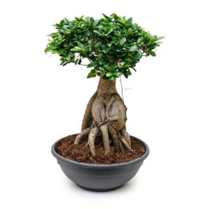 Ficus microcarpa Ginseng 4FIMGSS40 626583 2