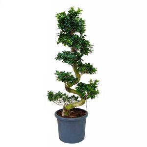 Ficus microcarpa com. S Bonsai 4FIMISS04 1023755
