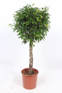 Ficus nidita Stamm FiFo30St