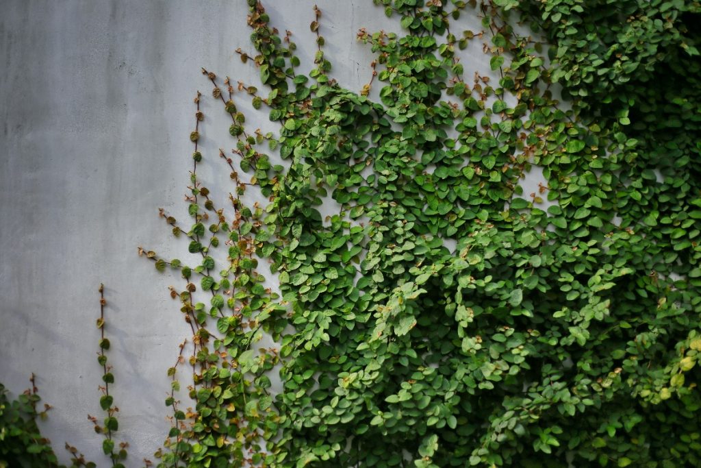 Kletterpflanze an einer Betonwand