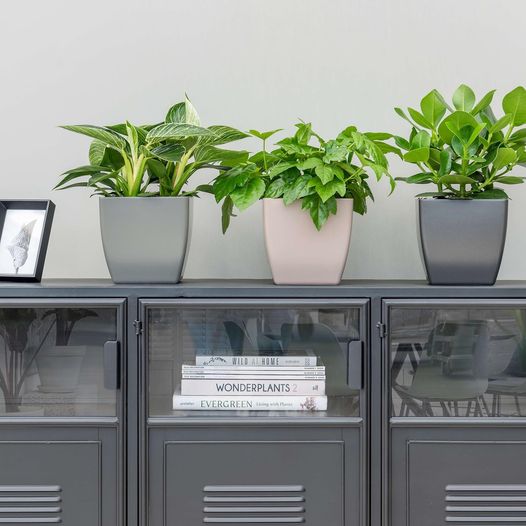 kleine Gefäßbepflanzungen in Reihe auf einem Büroschrank