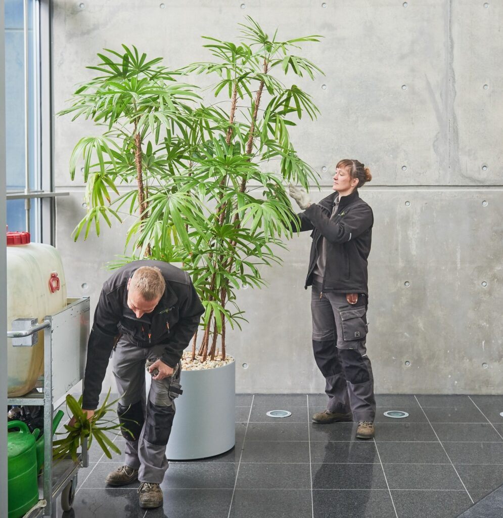 Ein Gärtner und eine Gärtnerin pflegen eine Pflanze als Symbolbild für Pflanzenpflege