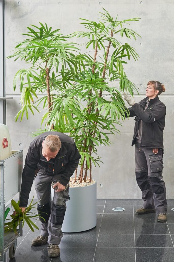 Ein Gärtner und eine Gärtnerin pflegen eine Pflanze als Symbolbild für Pflanzenpflege