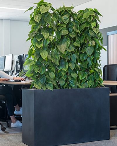 Pflanzenraumteiler im Büro. Tischhohes Gefäß mit Hochgesteckten Epiprenum