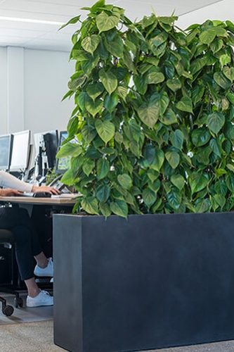 Pflanzenraumteiler im Büro. Tischhohes Gefäß mit Hochgesteckten Epiprenum