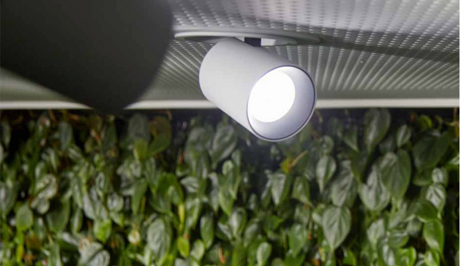 Büropflanzen brauchen Licht