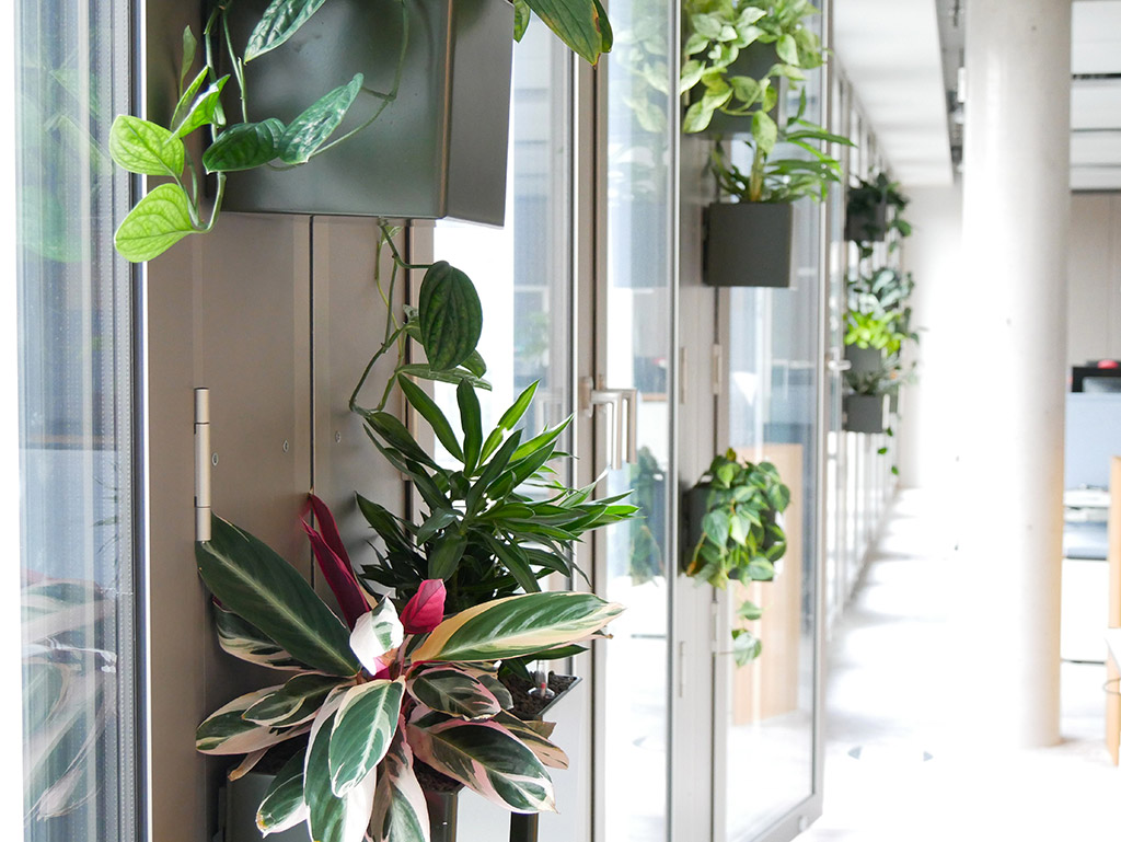 Beim Immobilienkonzern Hines realisierte P2 Objekt Grün mit dem Projekt „Die hängenden Gärten“ eine platzsparende und pflegeleichte Begrünungslösung. Bildnachweis: P2 Objekt Grün