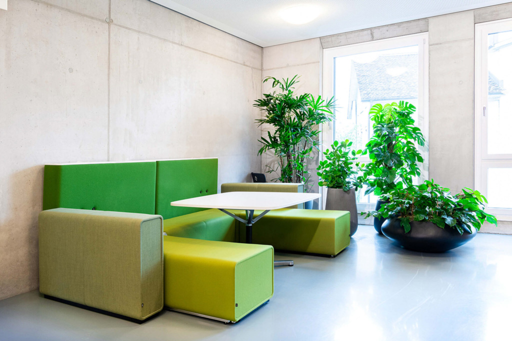 Innenraumbegrünung in Gefäßen an den Fenstern eines Bürogebäudes.
